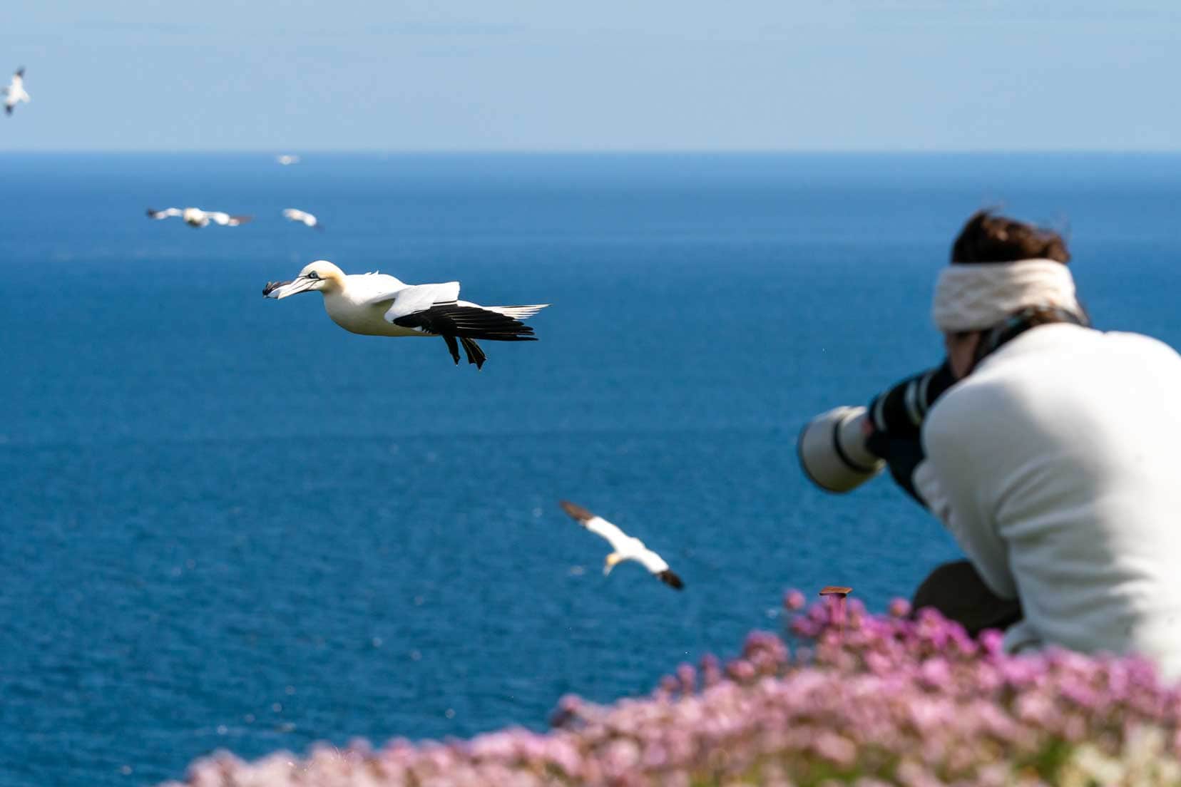 Troup Head photo opportunity - taking photos of the gannets in Aberdeenshire