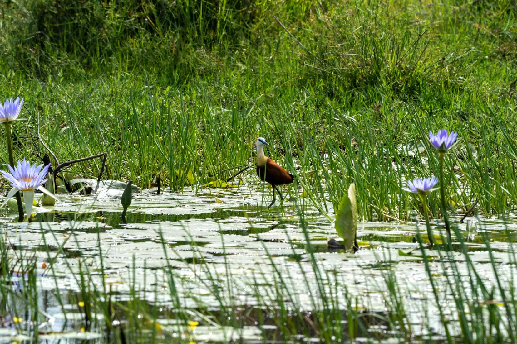 African jacana bird iSimangaliso wetlands
