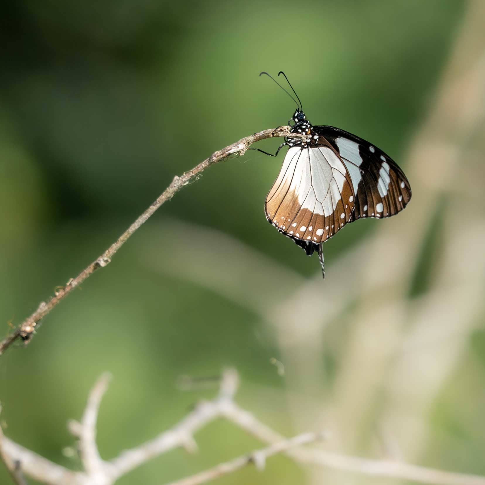 brown and cream Butterfly -Novice or Amauris ochlea ochlea see on our Guided Walking Safari St.Lucia, iSimangaliso wetlands