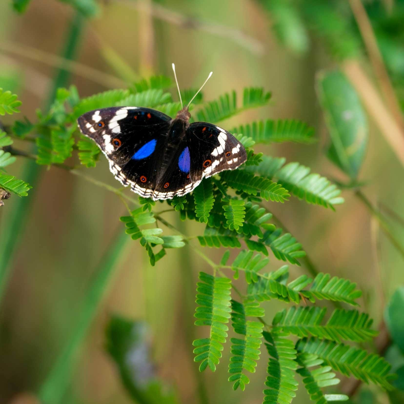 blue whire and brown Butterfly - blue pansy iSimangaliso wetlands walking tour