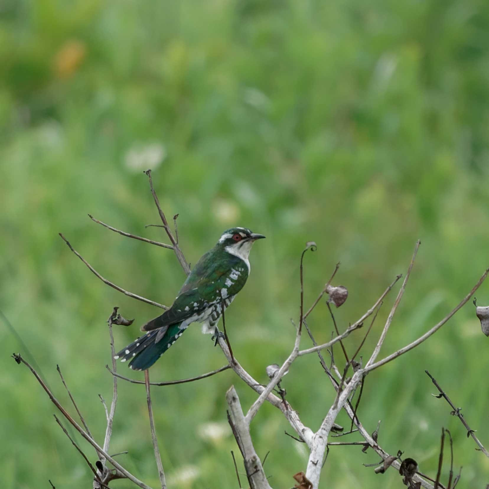 Diederik cuckoo -a green and white mottled fathers - iSimangaliso wetlands bird watching