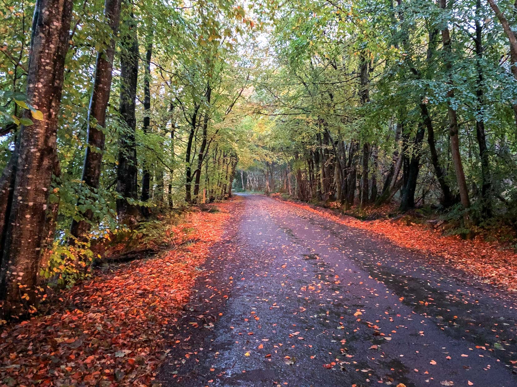 Autumn colours on a scotland road