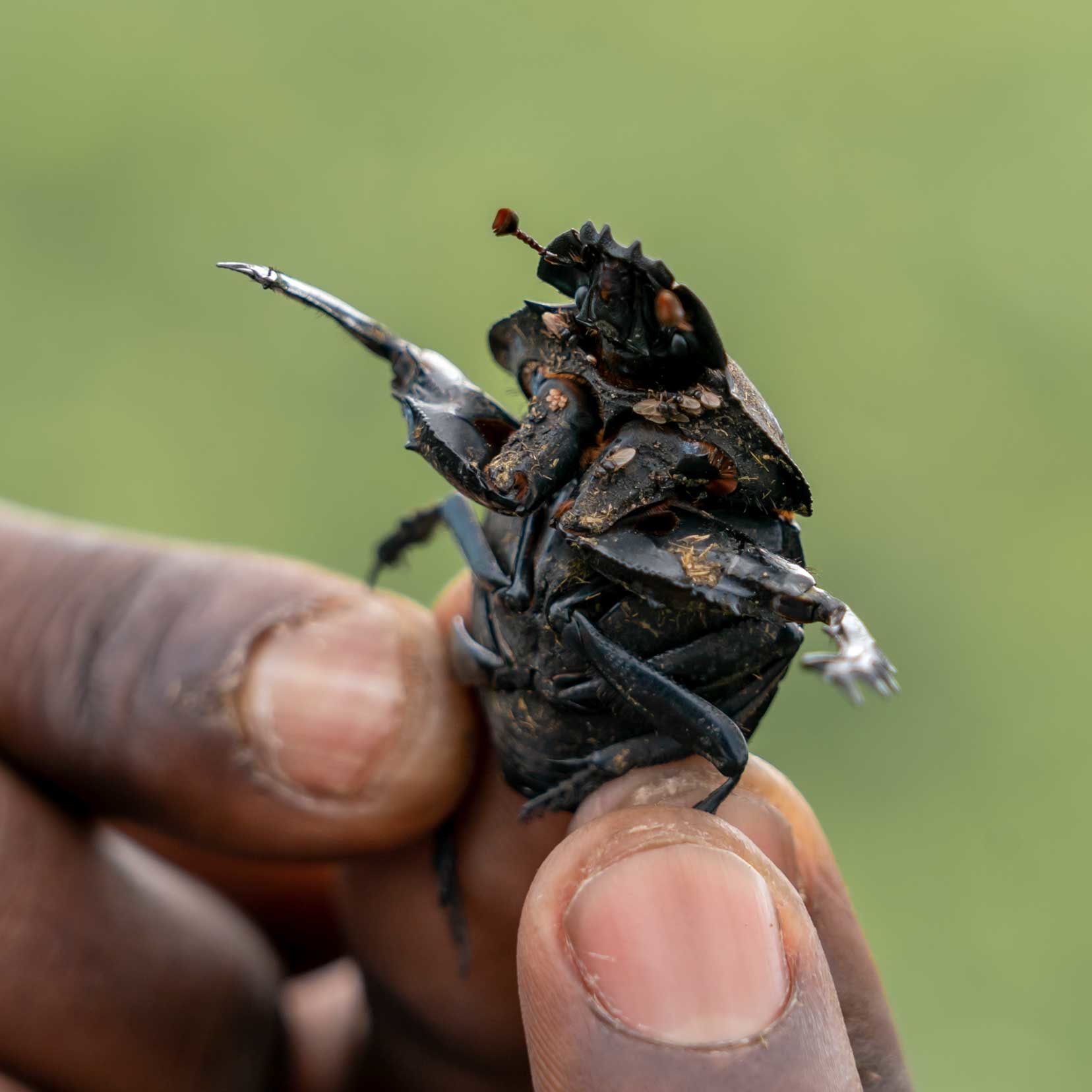 Dung beetle underside  with tiny flies cleaning it in the iSimangaliso Wetlands