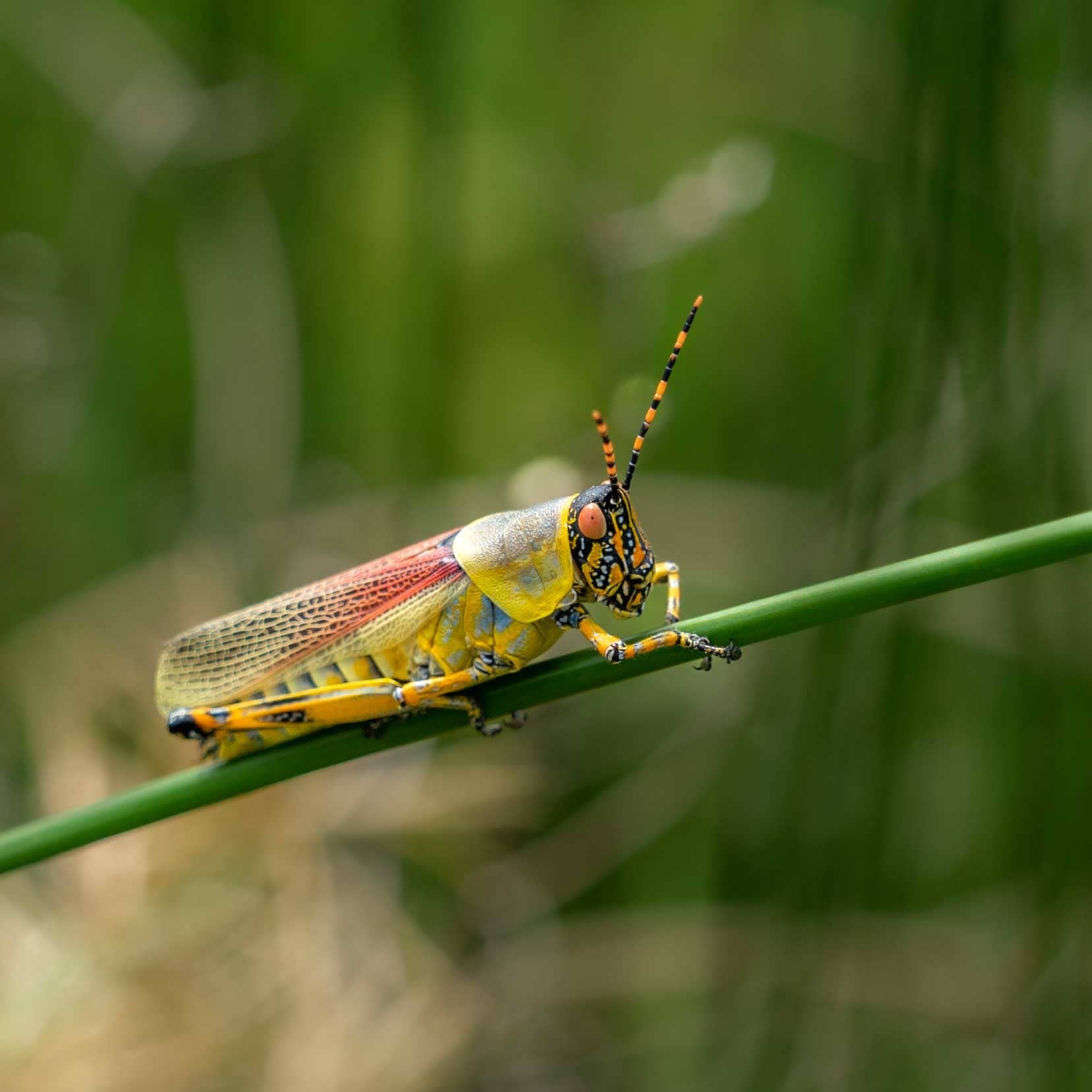 Elegant grasshopper in iSimangaliso wetlands with red, yellow and black skin and red and black striped antenna