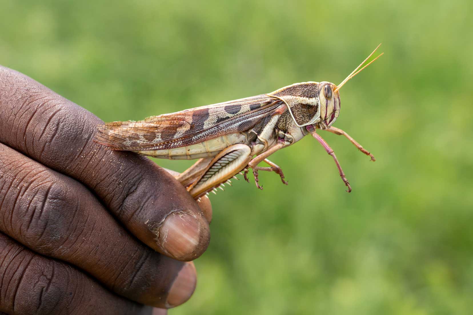 Garden Locust iSimangaliso wetlands