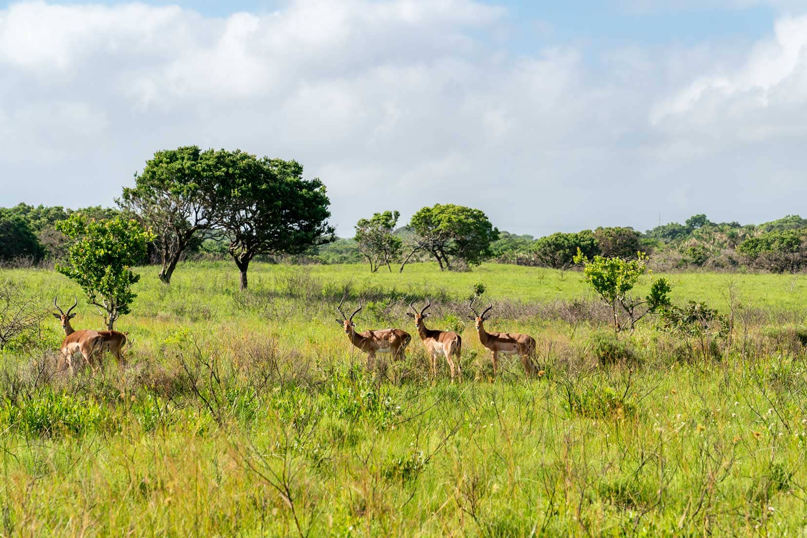 Impala and scenery of iSimangaliso Wetland Park on walking tour