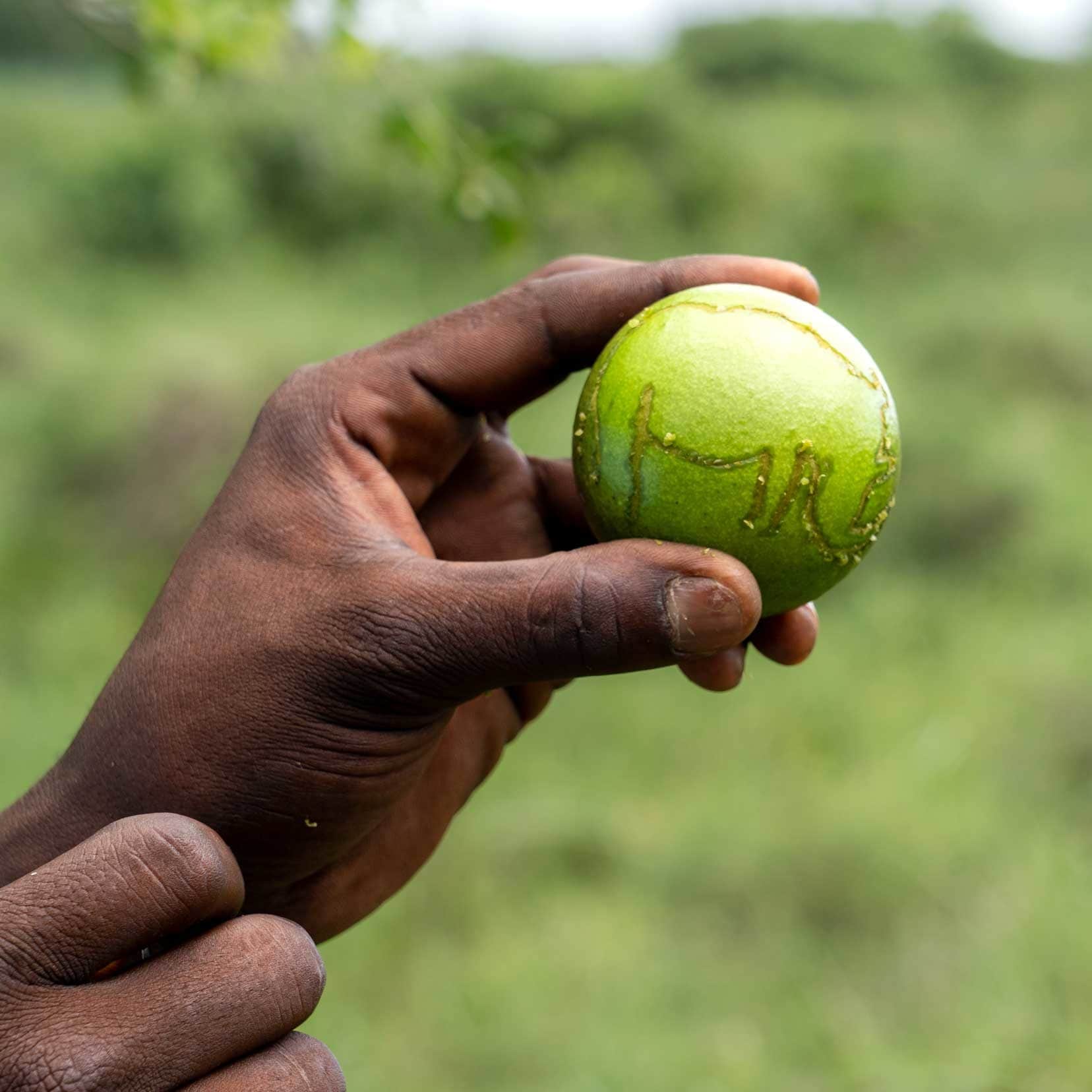 Monkey apple with a rouhg outline of a rhino to show how the locals carve shapes in the fruit. - iSimangaliso wetlands