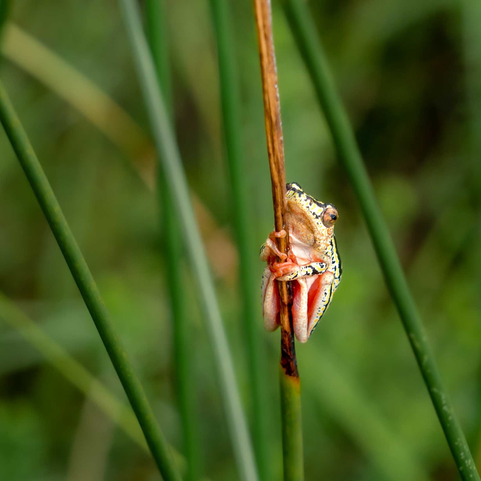 Painted reed frog with yellow and black patterned skin clinging to a reed iSimangaliso