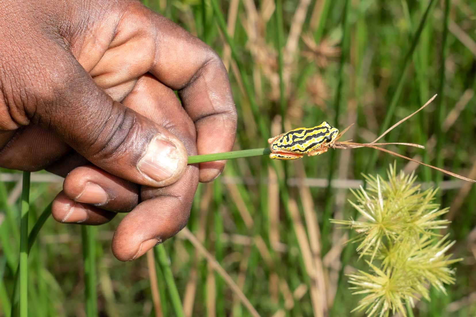 Painted reed frog on a reed 