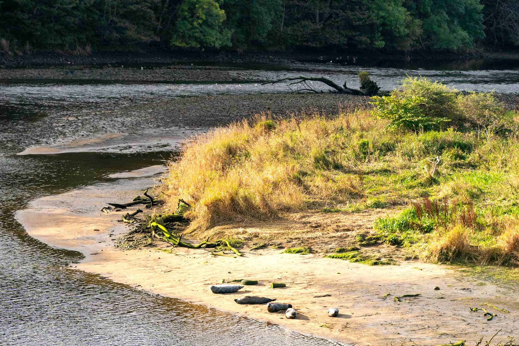 Things-to-do-in-Aberdeen_River-Don-seals on island