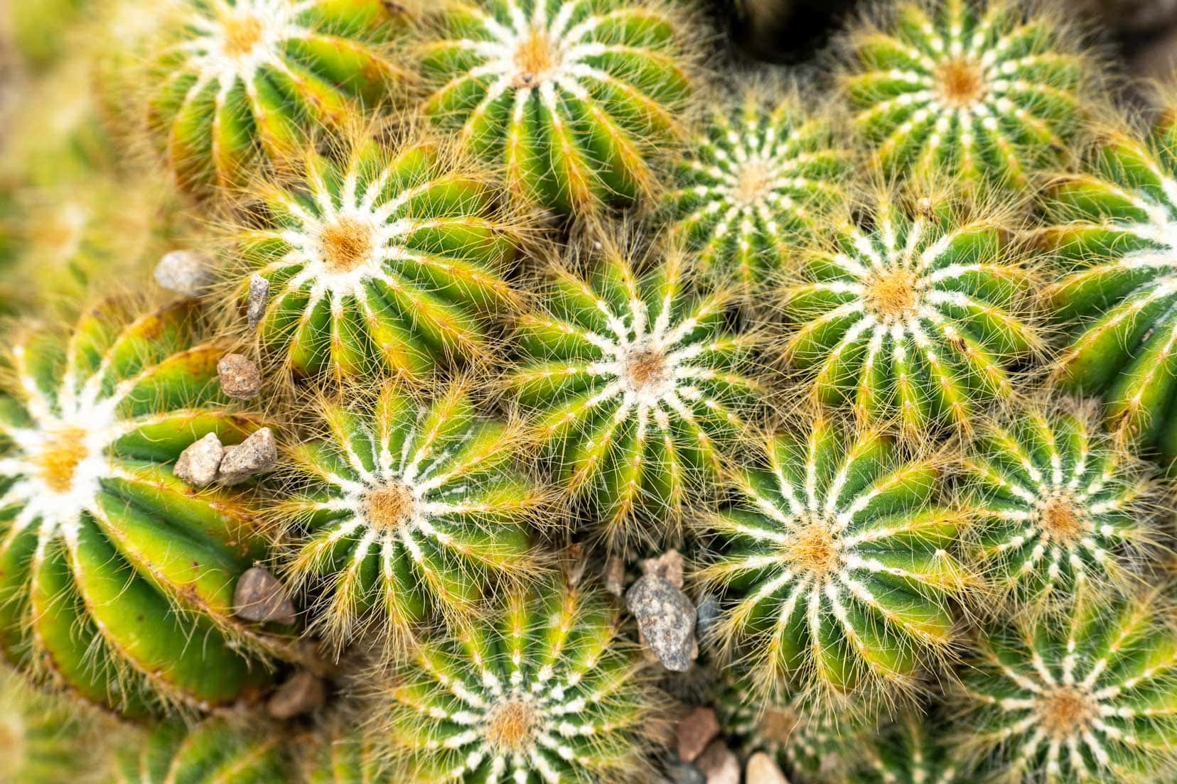 Things-to-do-in-Aberdeen_cactus-macro