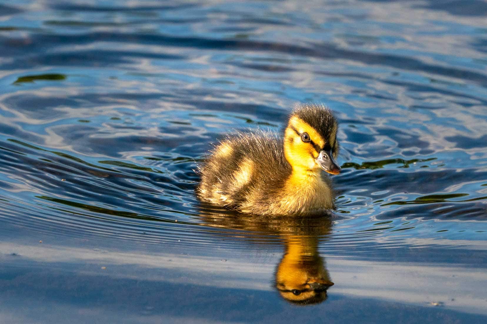 Baby duckling on the River Dee