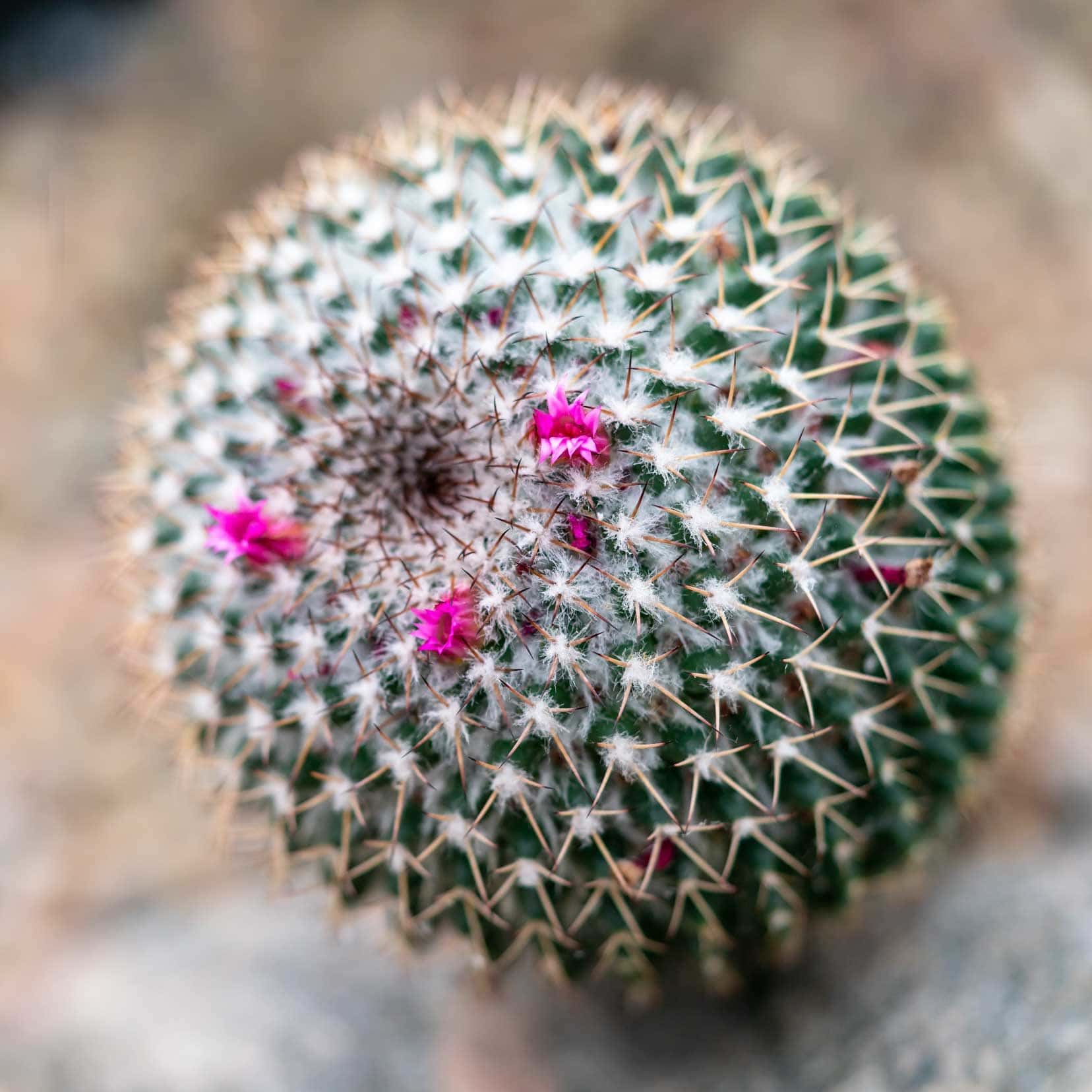 Things-to-do-in-Aberdeen_macro-shot-of-cactus