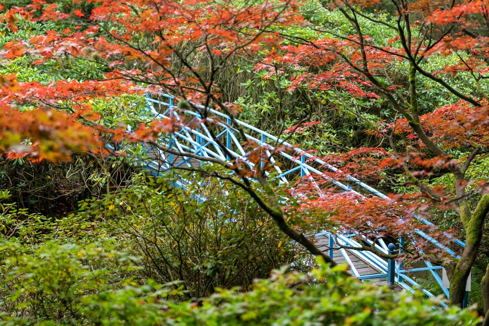 Things-to-do-in-Aberdeenblue arched bridge behind autumnal trees at Johnston Gardens in Aberdeen
