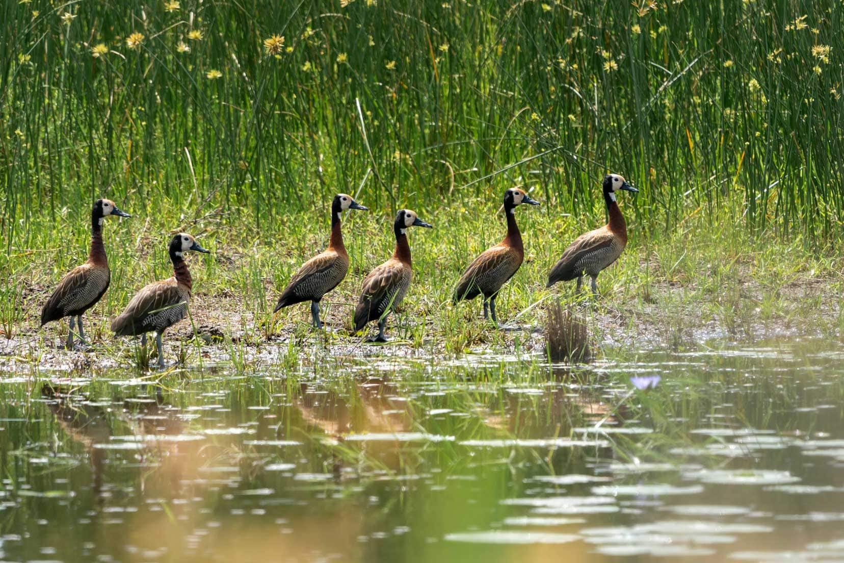 6 White faced whistling ducks all in arow