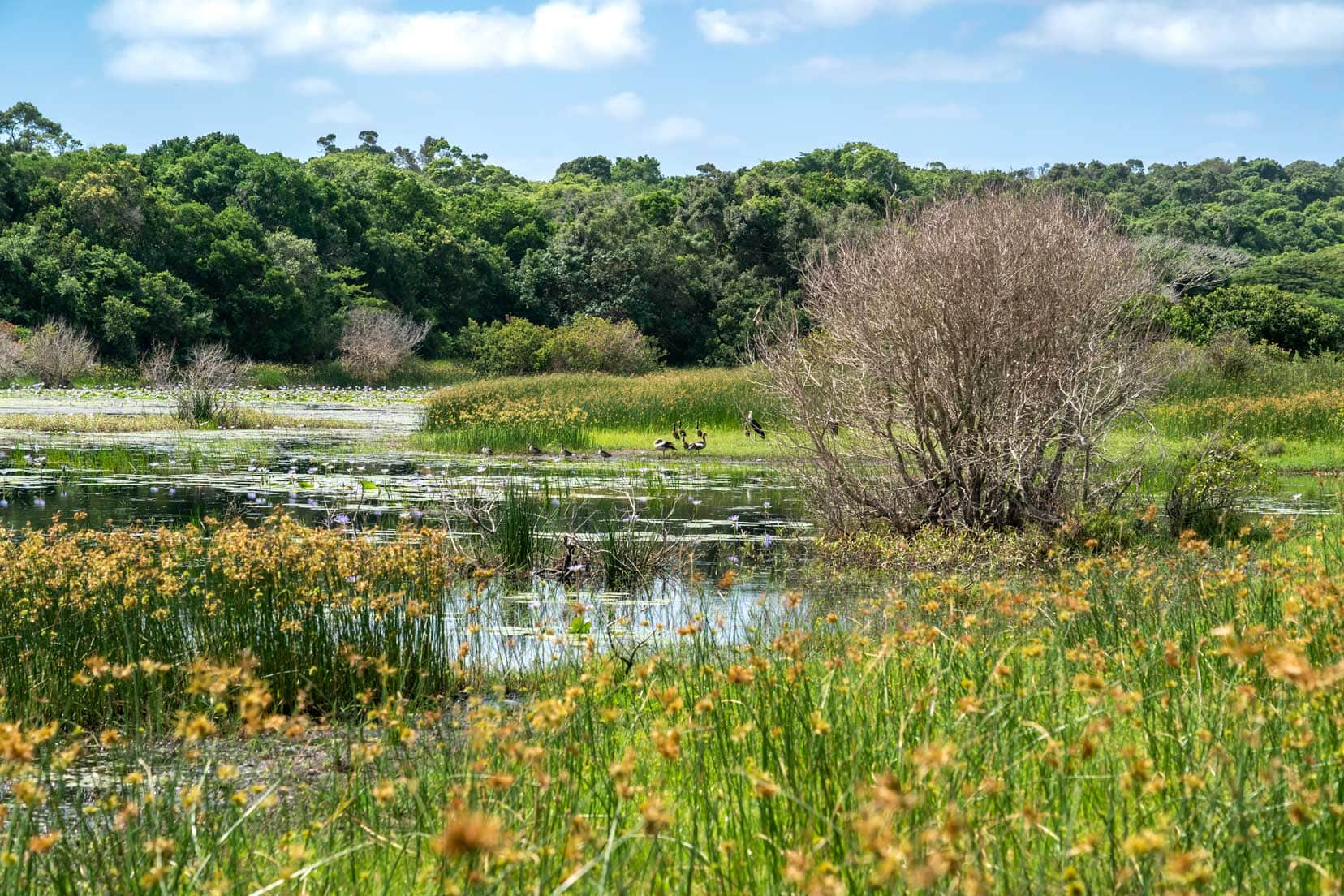 iSimangaliso Wetlands scenery