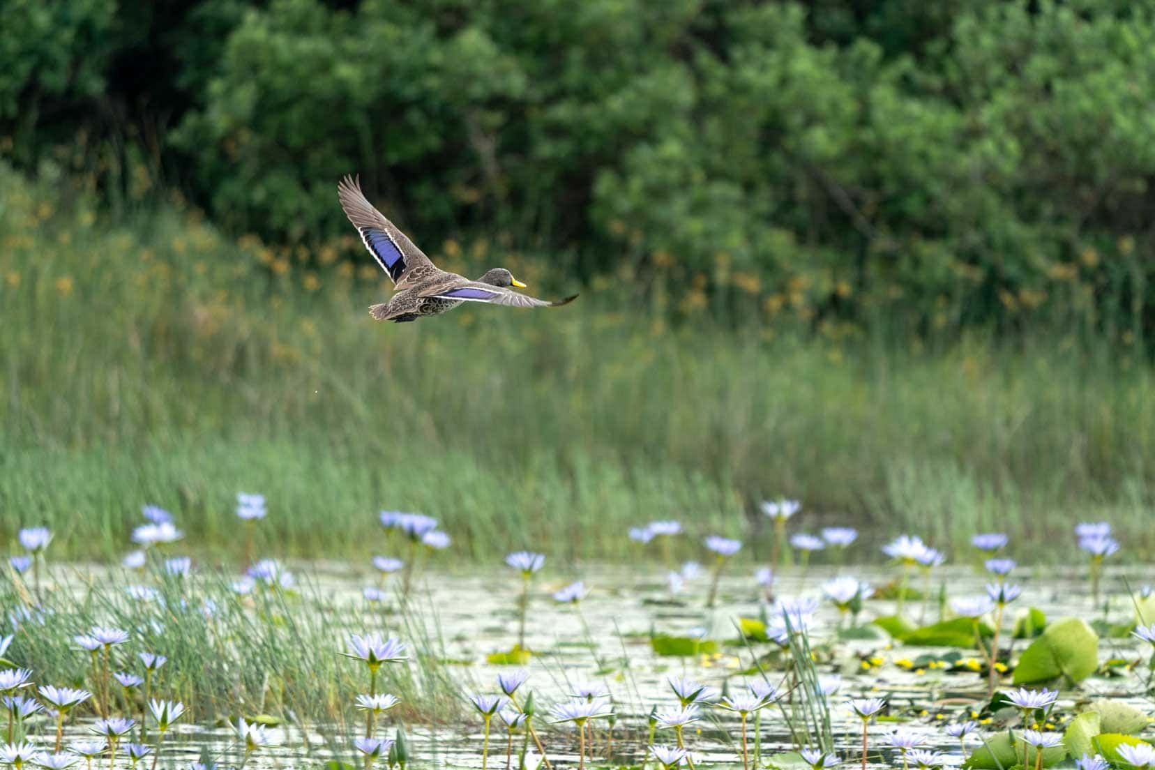 iSimangaliso wetlands and duck