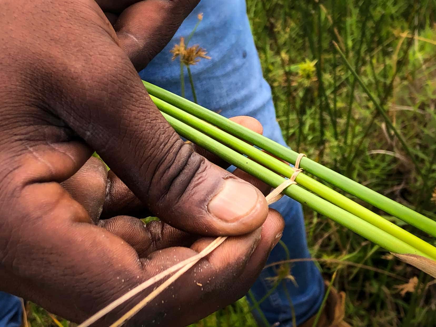 reeds to make matting