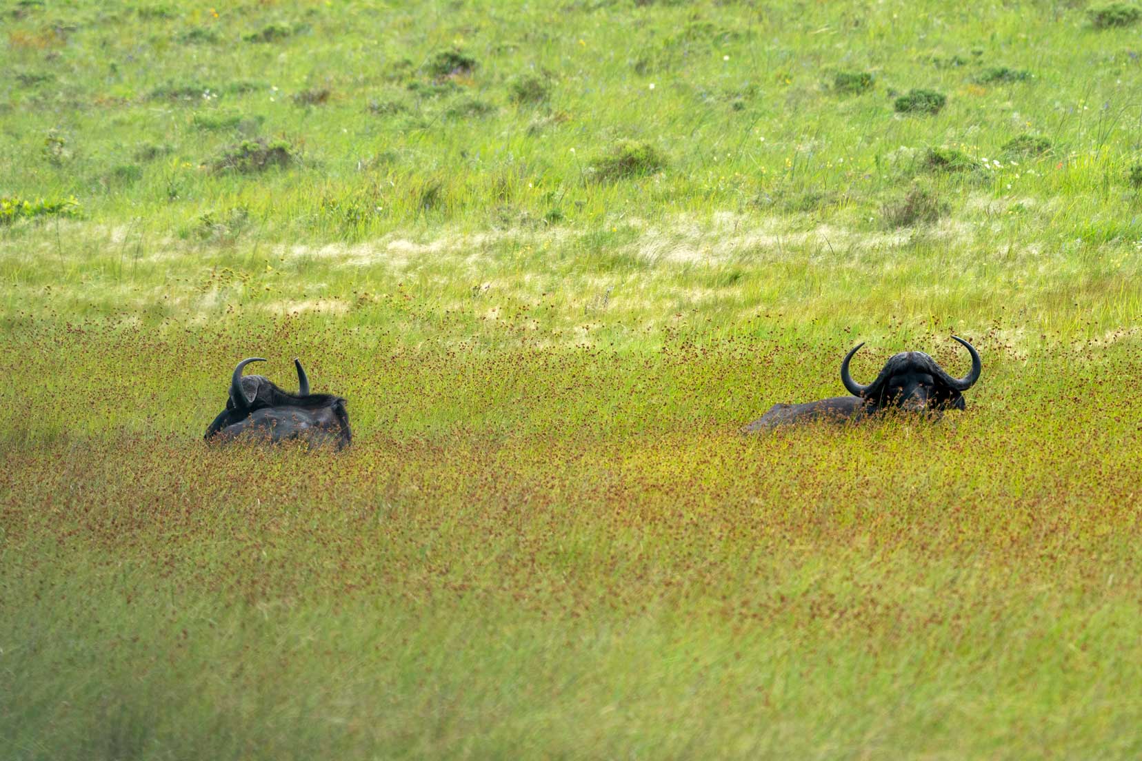 two buffalo with heads popping up over the long grass in iSimangaliso wetlands