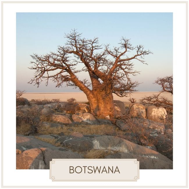 Botswana image of baobab trees