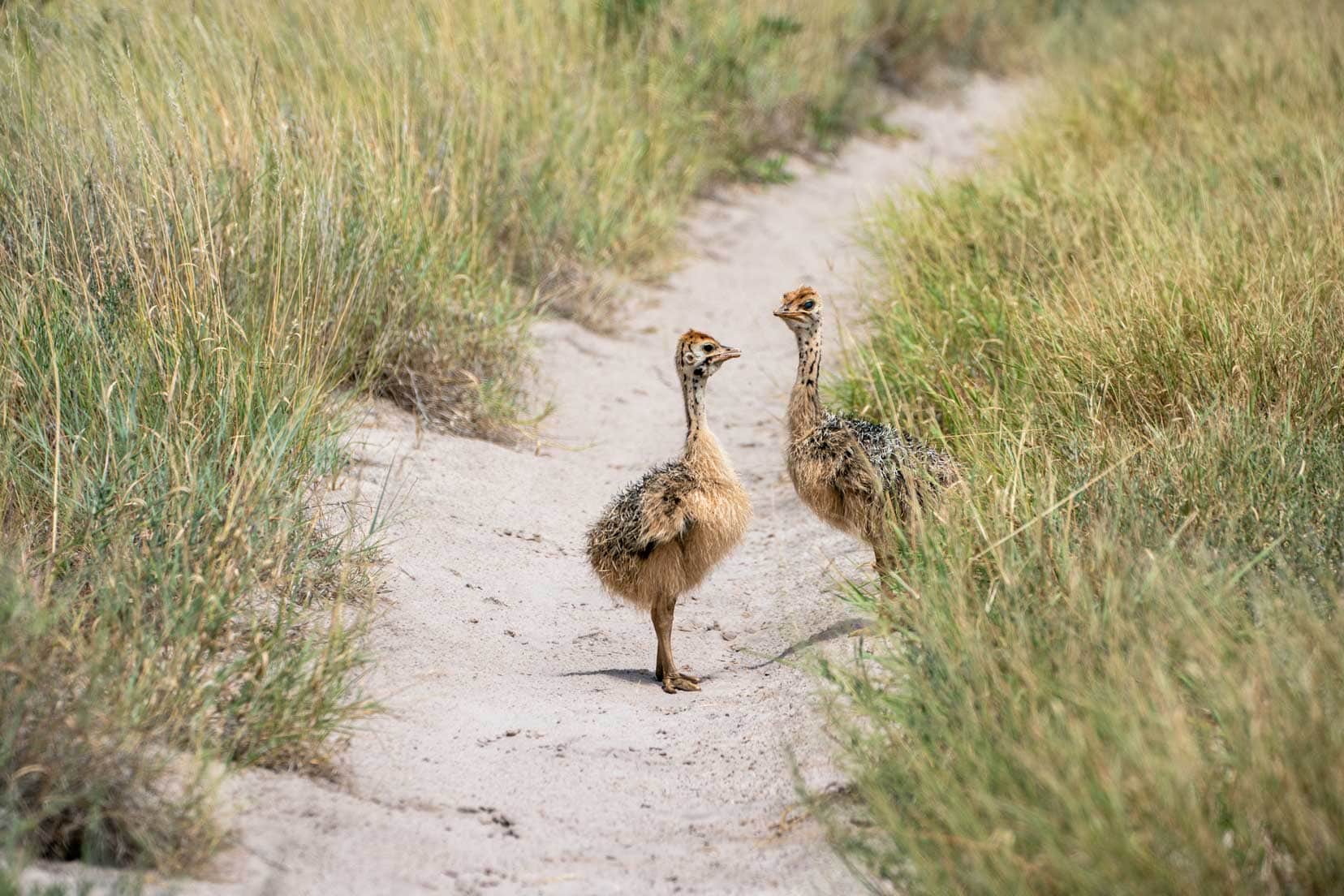 two ostrich chicks alone on the sandy track in the central kalahari reserve