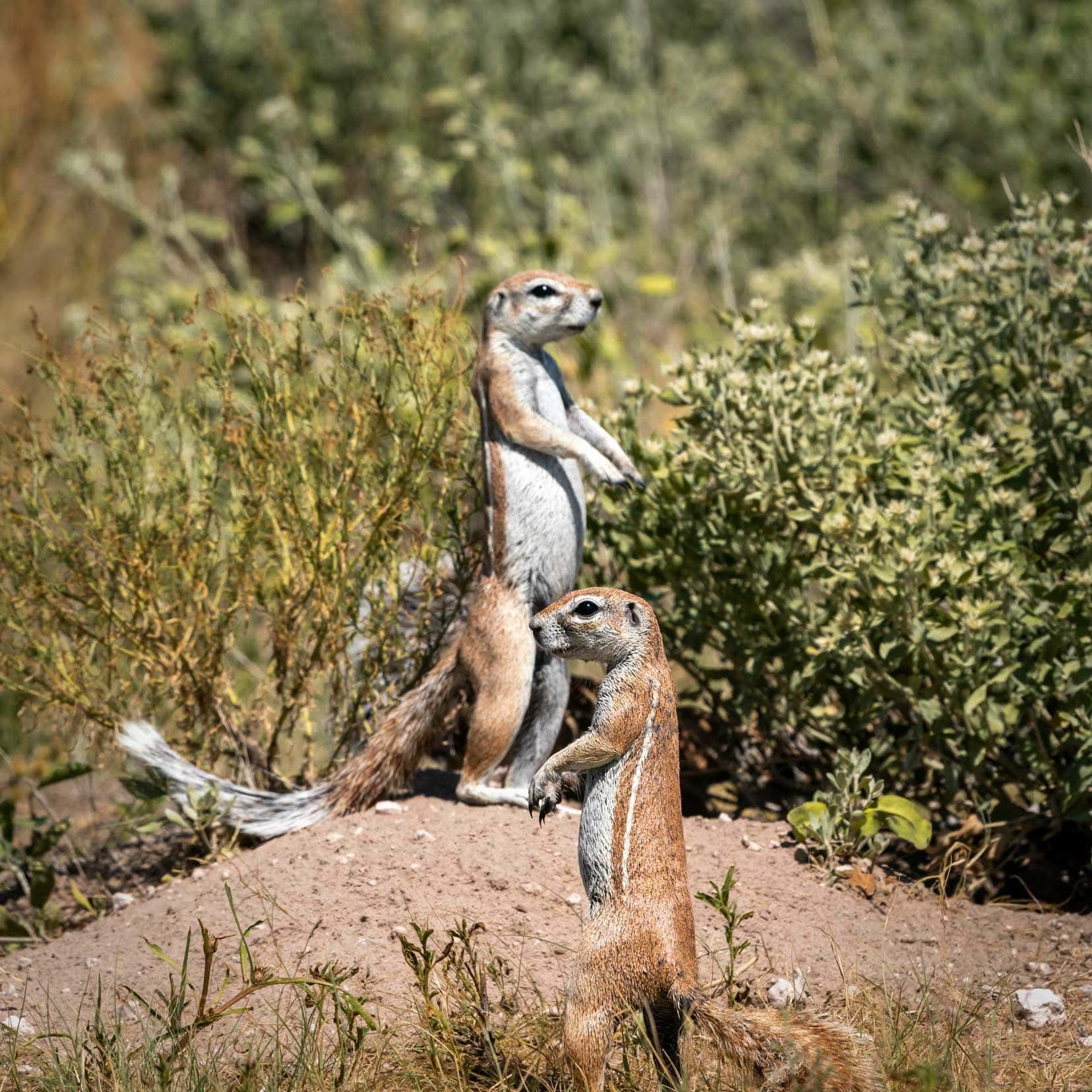 Two Cape Ground squirrels stood near their burrow