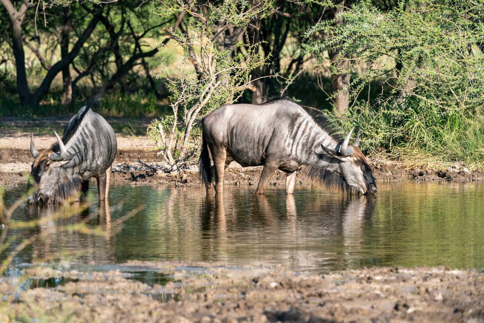 two wildebeest at a waterhole