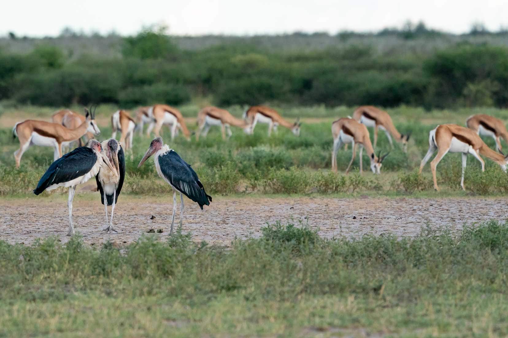 Three maribou storks beside springbok at Piper Pan in the Central Kalahari game reserve