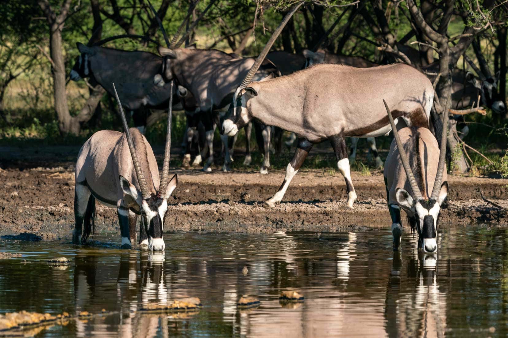 Gemsbok at Sunday Pan water hole