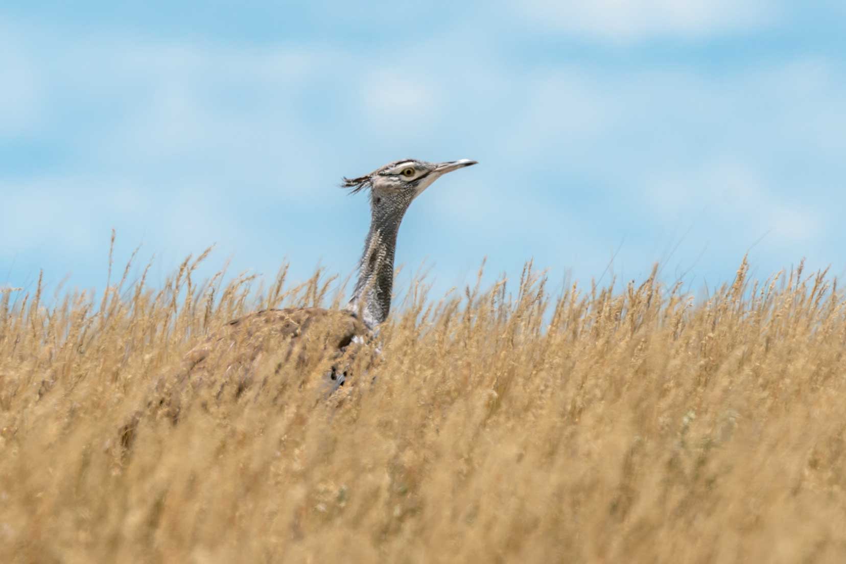 Kori Bustard in the central kalahari game reserve