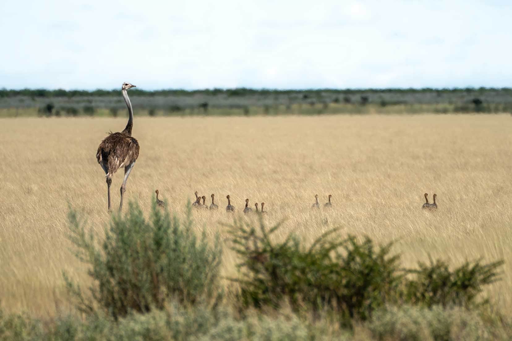 ostiches with about 10 chicks in the pan grasses of the central Kalahari reserve 