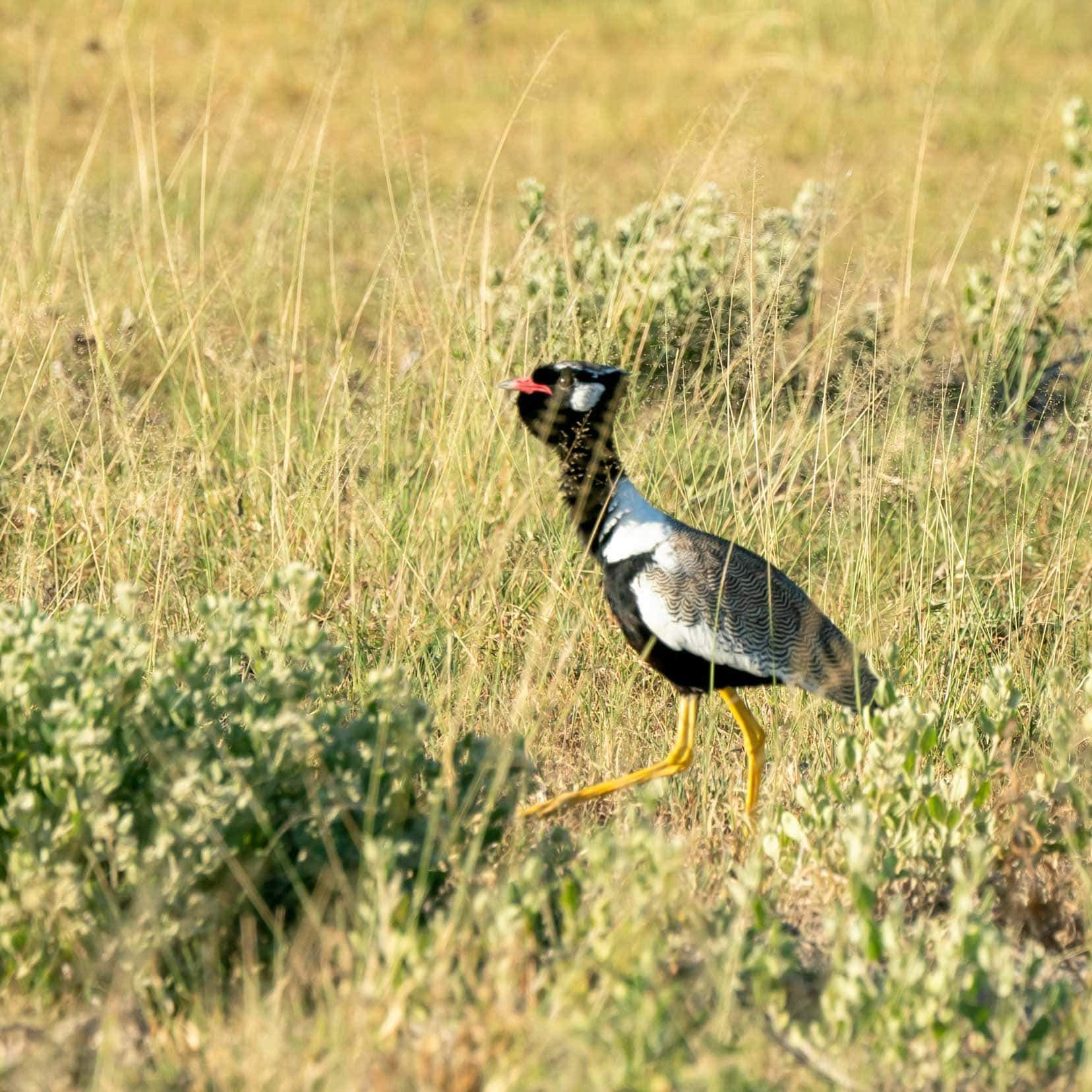 the northern black korhaan - with a black head and white cheeks