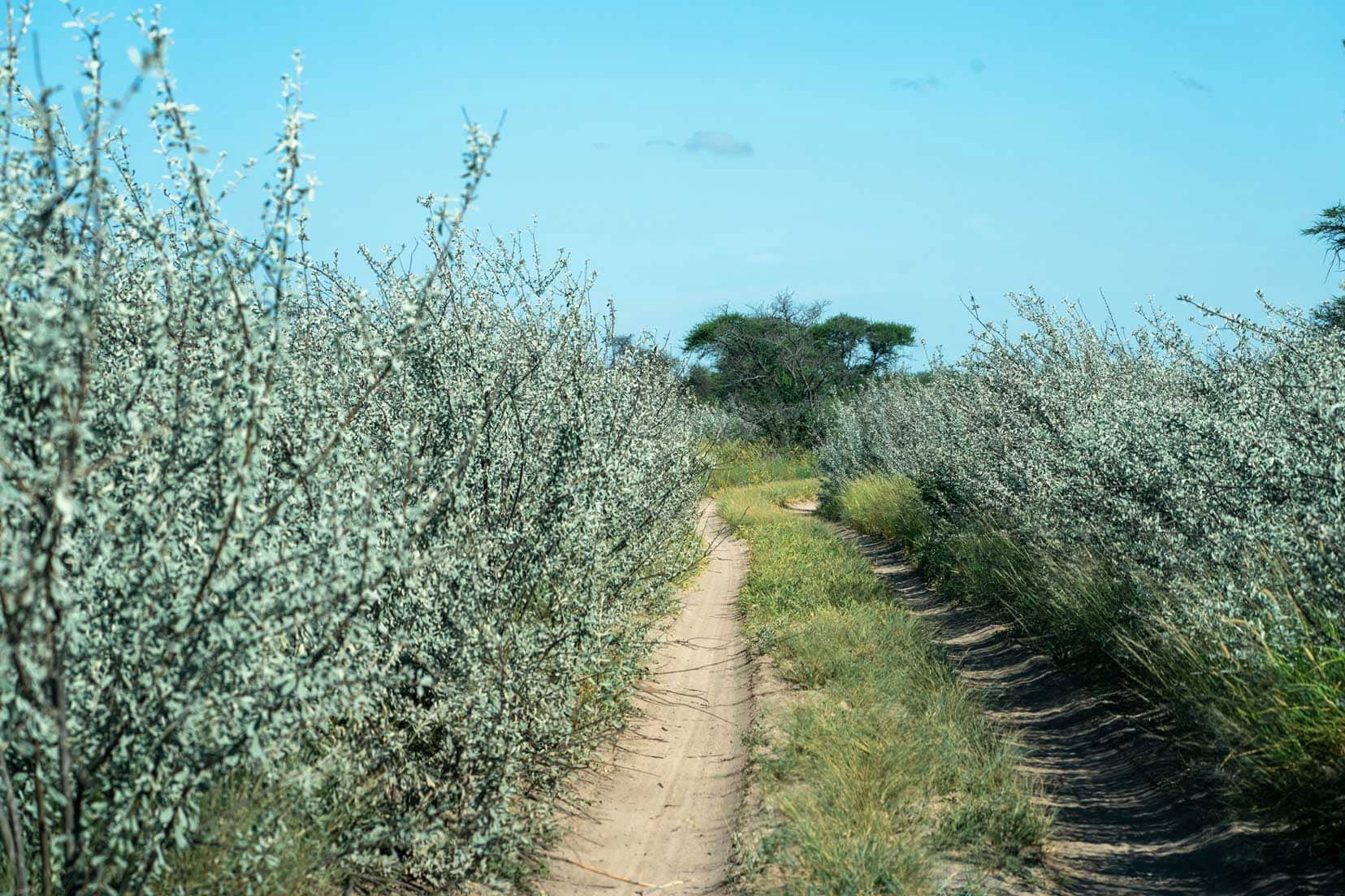 Calaphractes alongside sandy tracks in the Central Kalahari Game Reserve