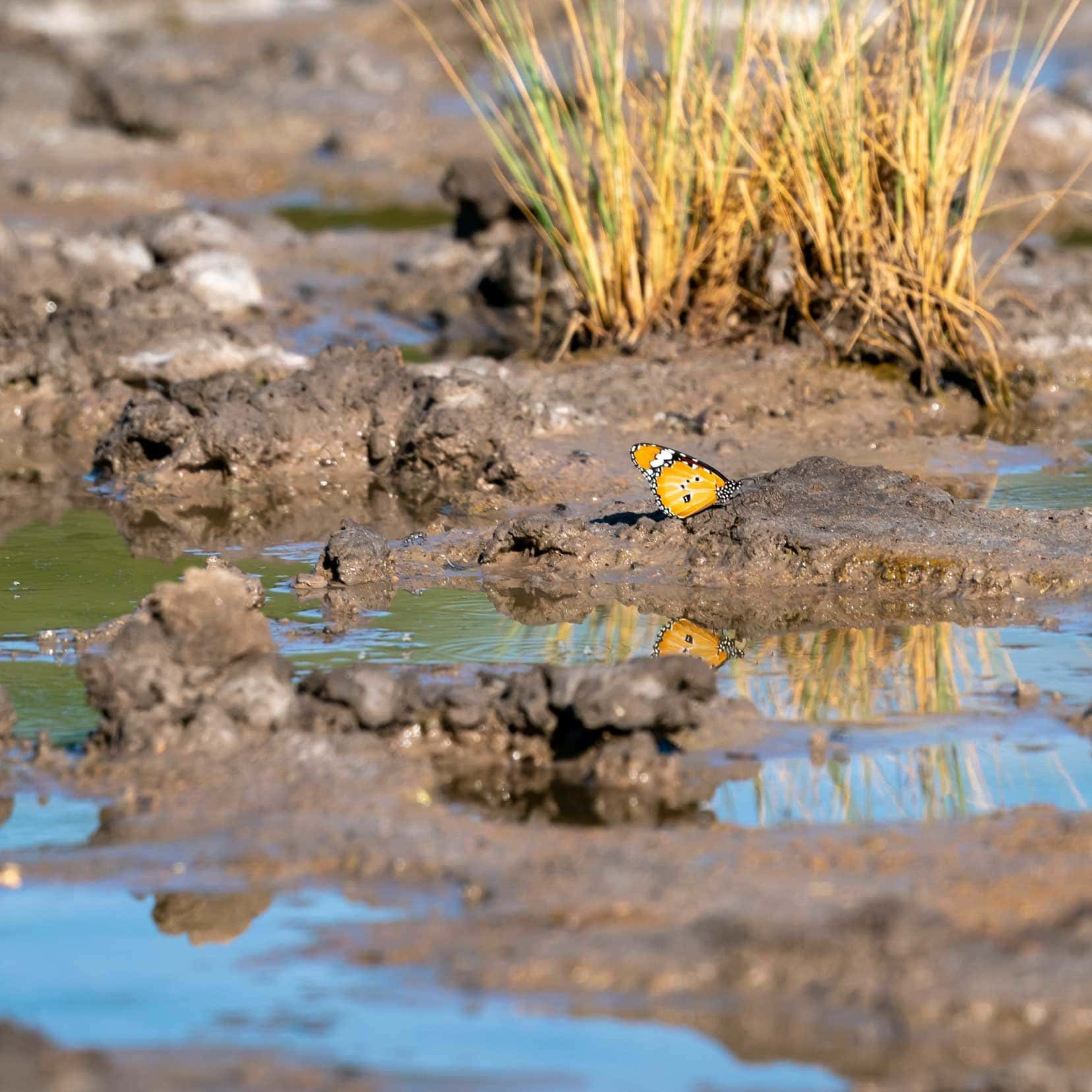 Butterfly in water hole by reeds