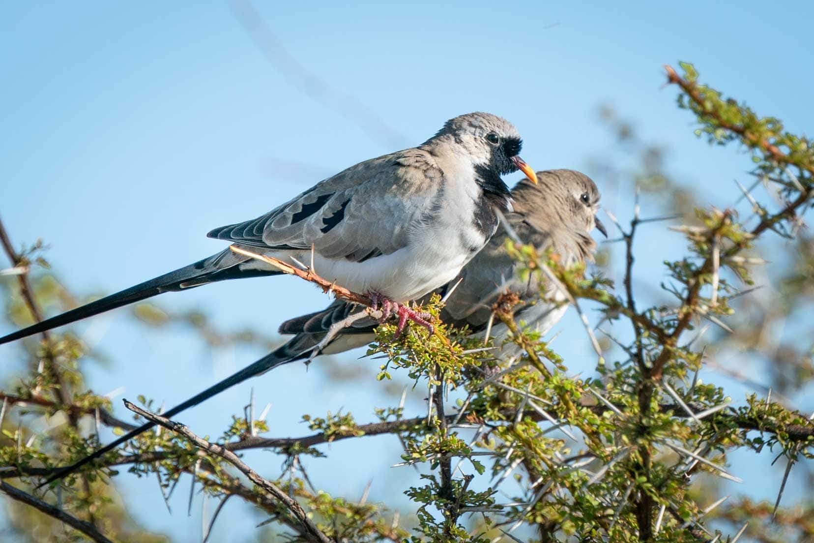 Doves on tree