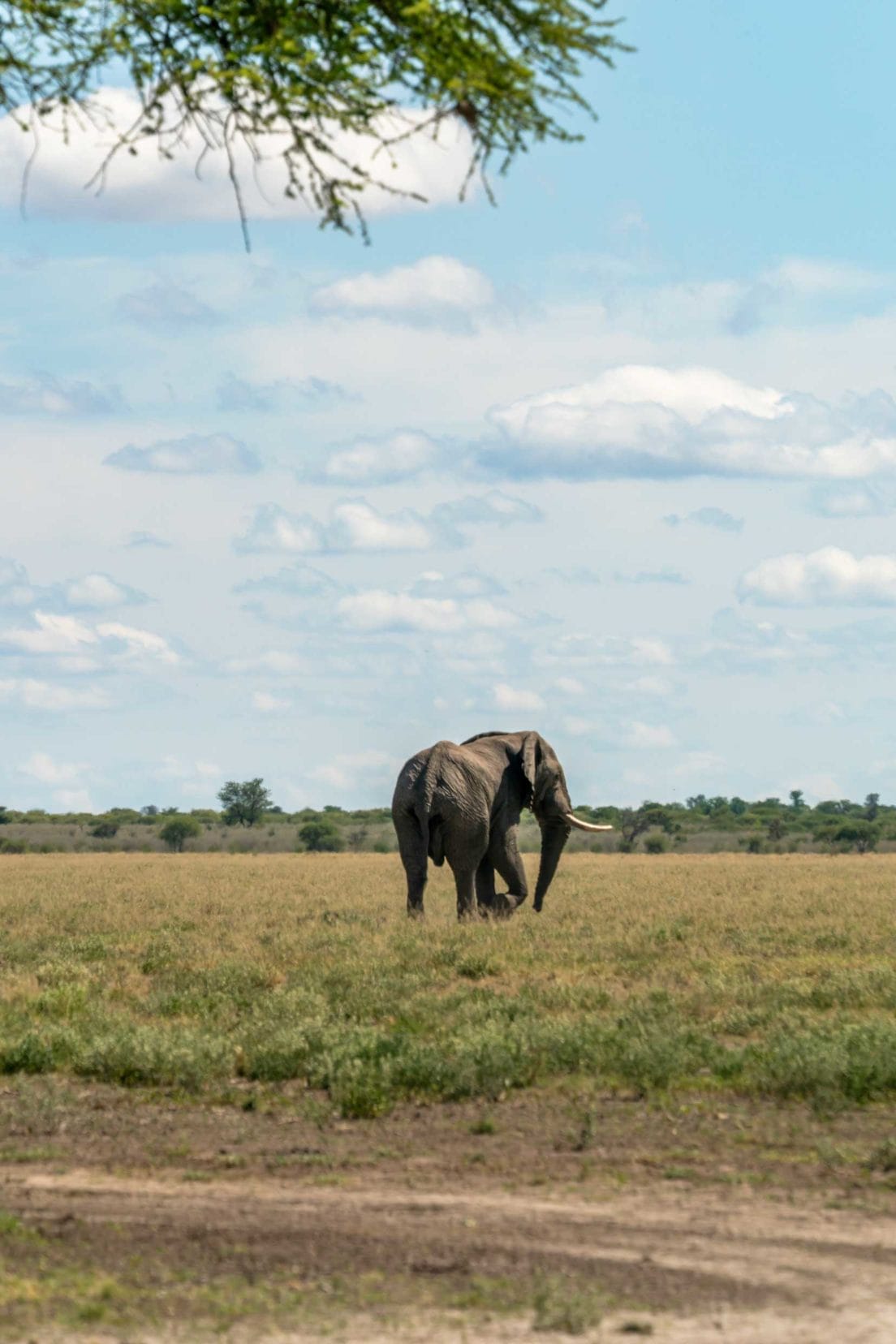 Elephant at Leopards Pan