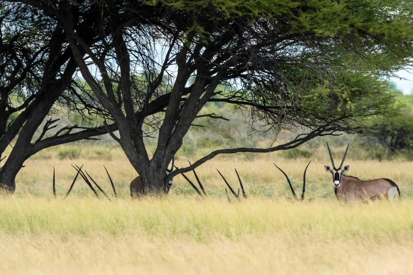 Gemsbok in grass with horns showing and one stood in full view