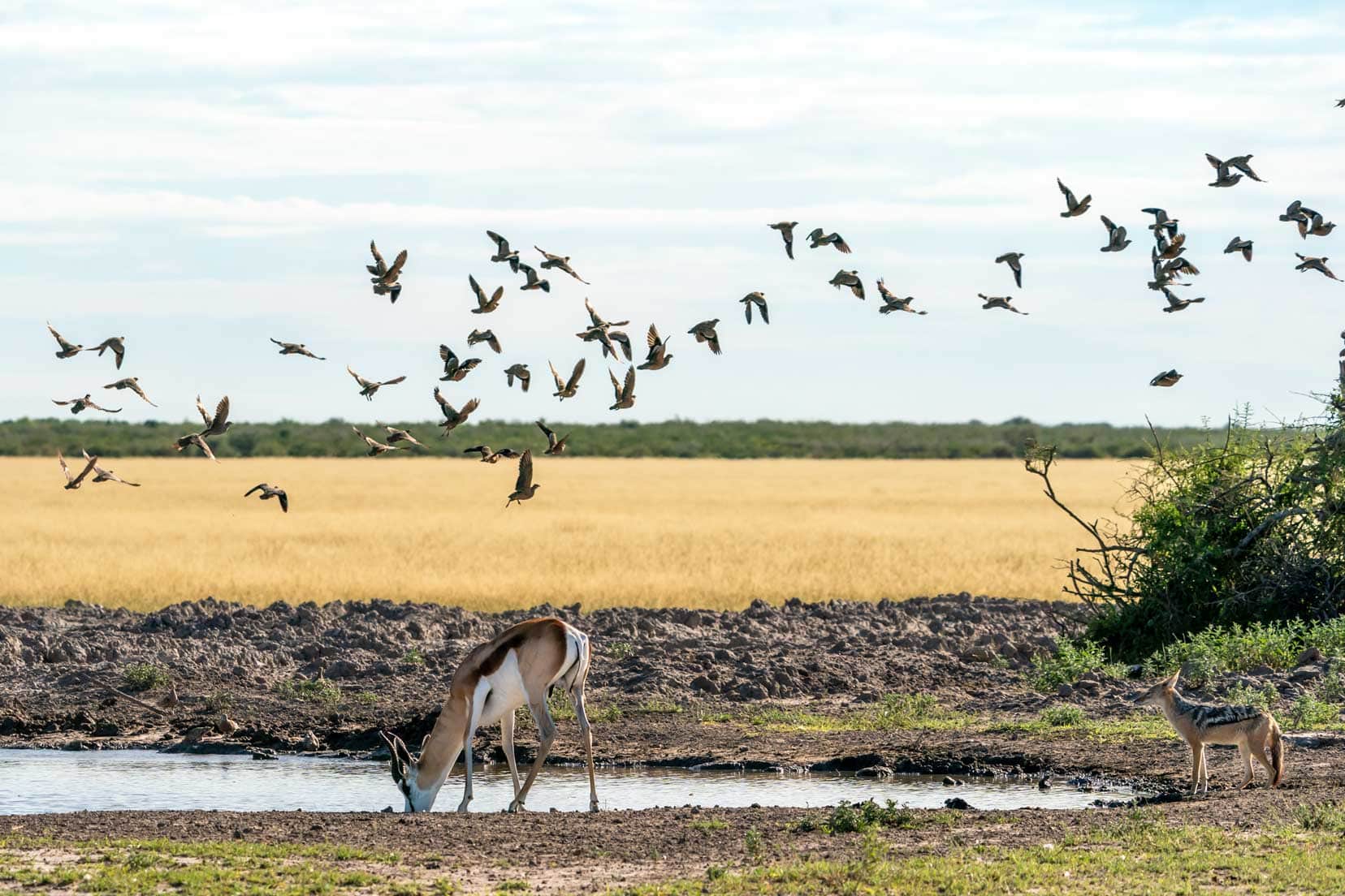 Jackal and springok at water hole with birds flying around 