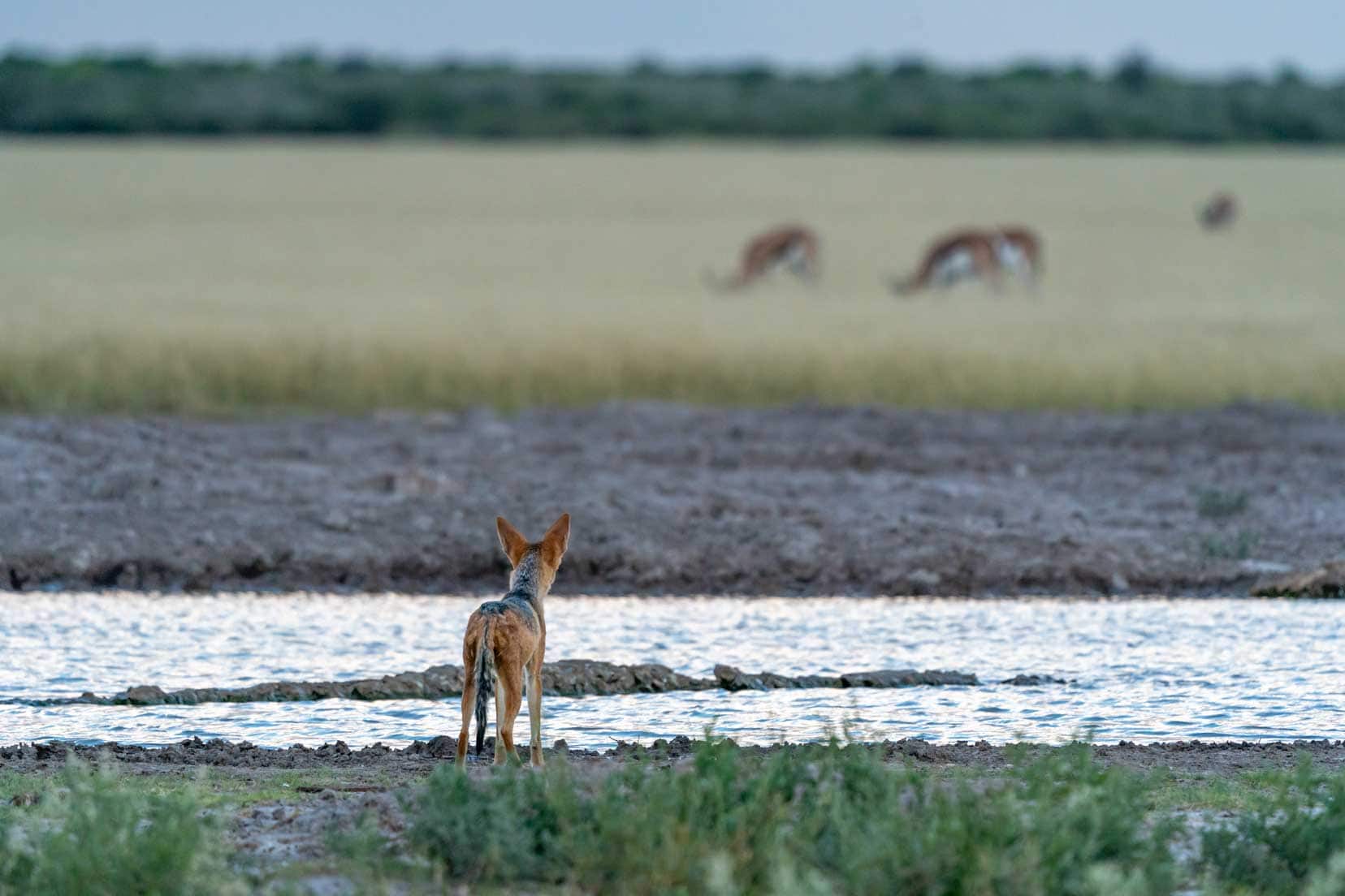 Jackal overlooking Piper Pan water hole