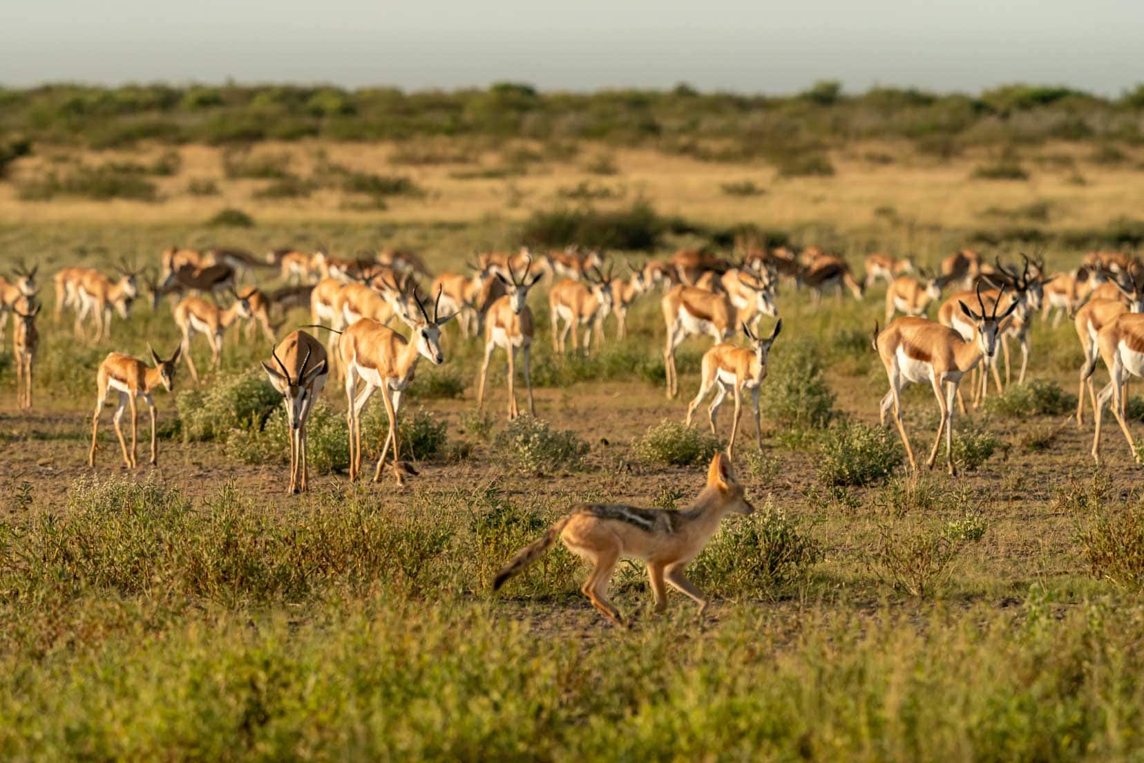 Black backed jackal running past springbok