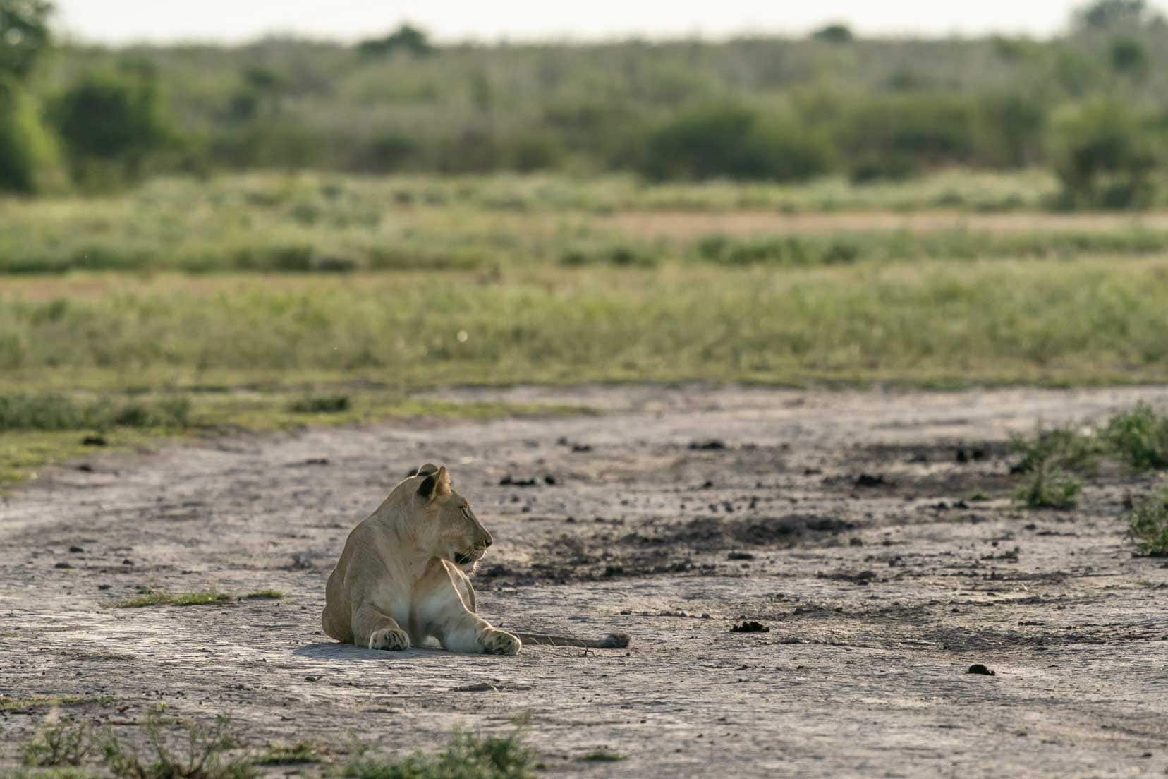 Lioness laying on the sand of the central Kalahari Game reserve