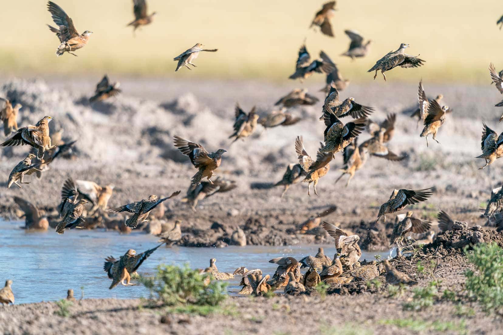 Many birds flying over Piper Pan