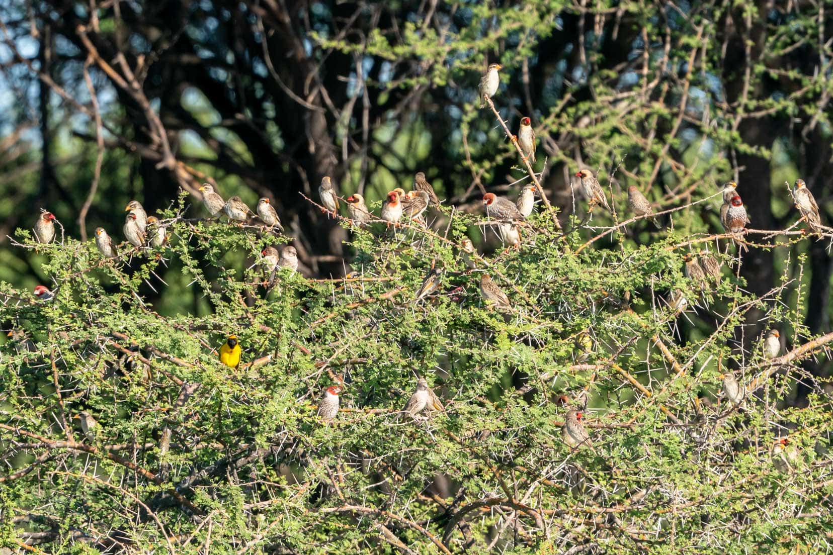 Red billed quelea in a tree