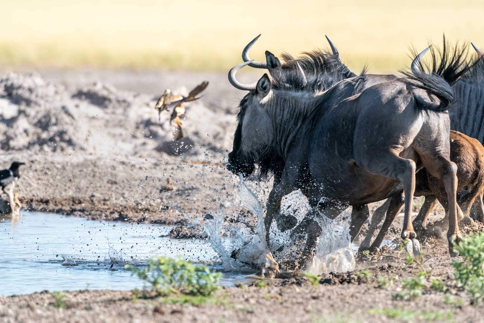 Wildebeest at Piper Pan Water hole