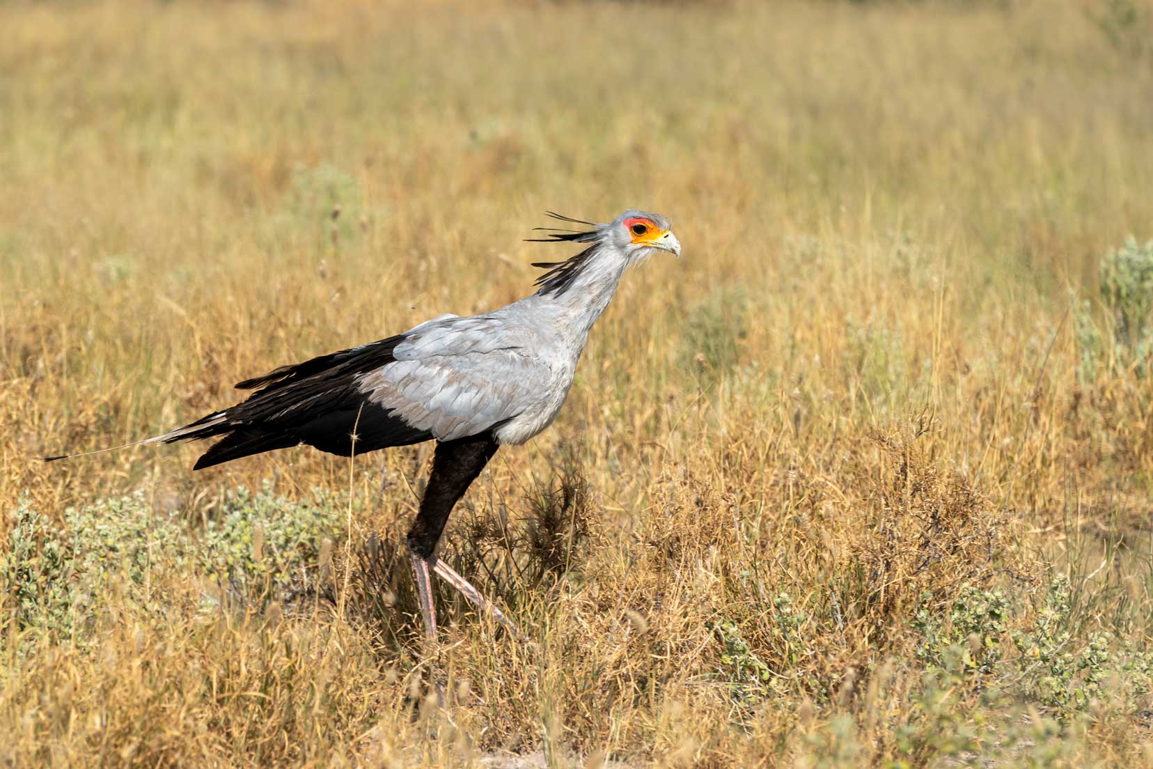 Secretary bird walking through the plains of the Kalahari reserve
