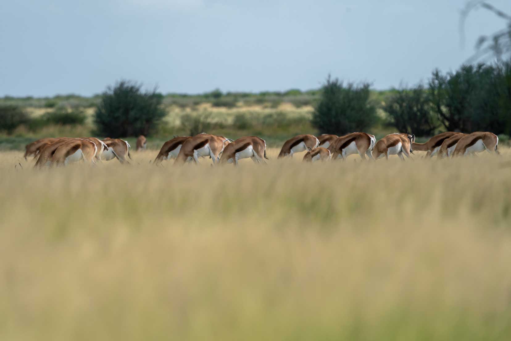 springbok in the pan grasses of the central kalahari