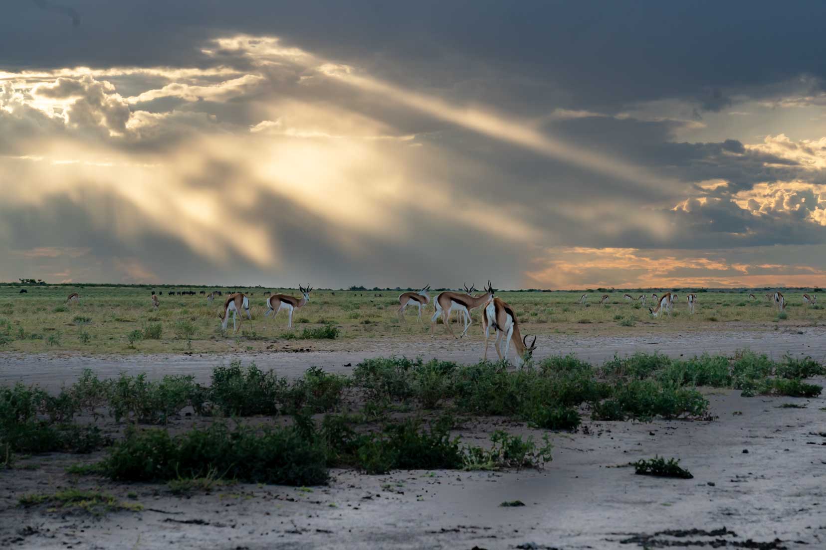Evening setting in over Piper Pan with dark clouds and springbok grazing