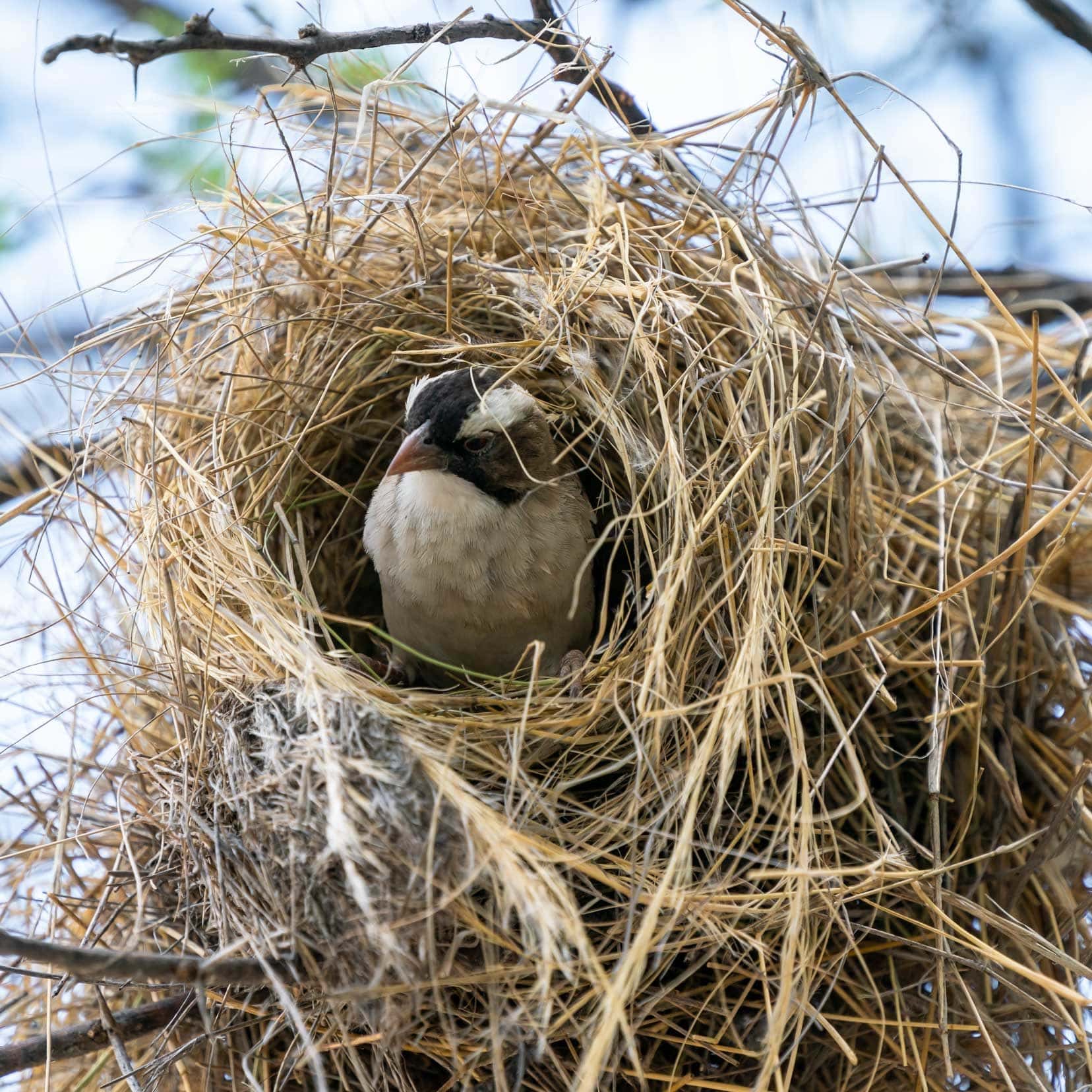 white browed sparrow weaver in its nest