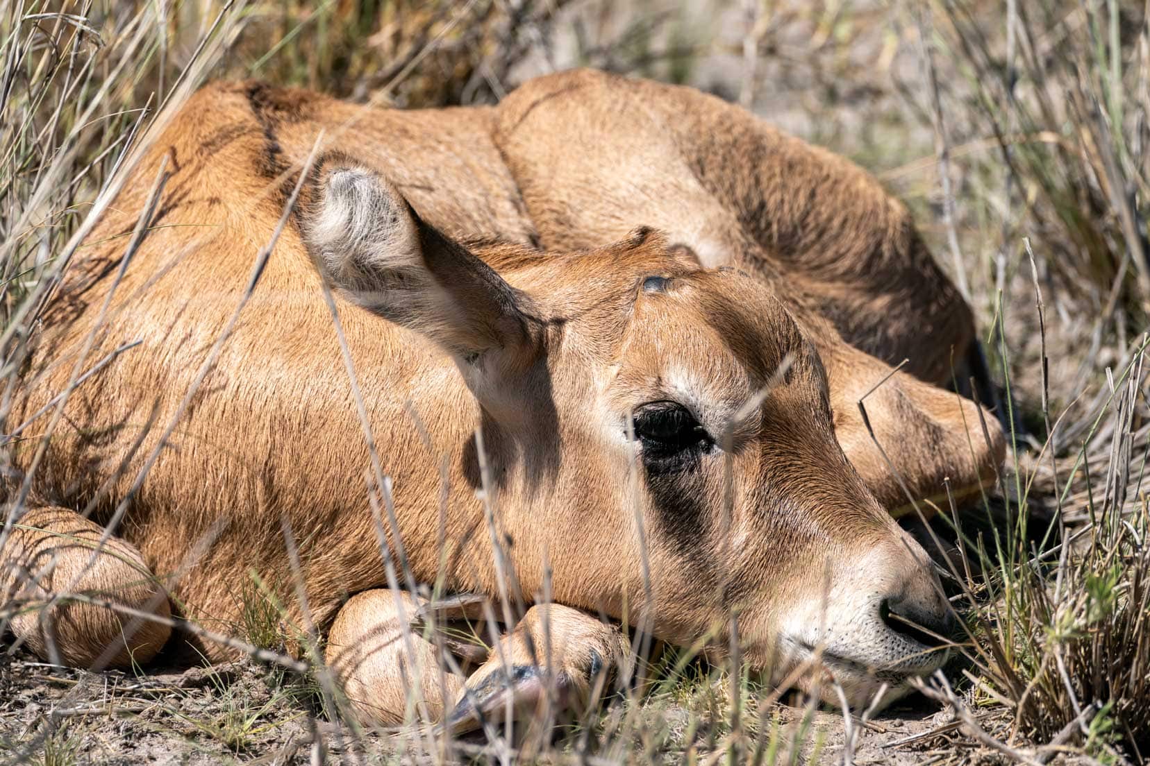 Baby gemsbok curled up in the sun