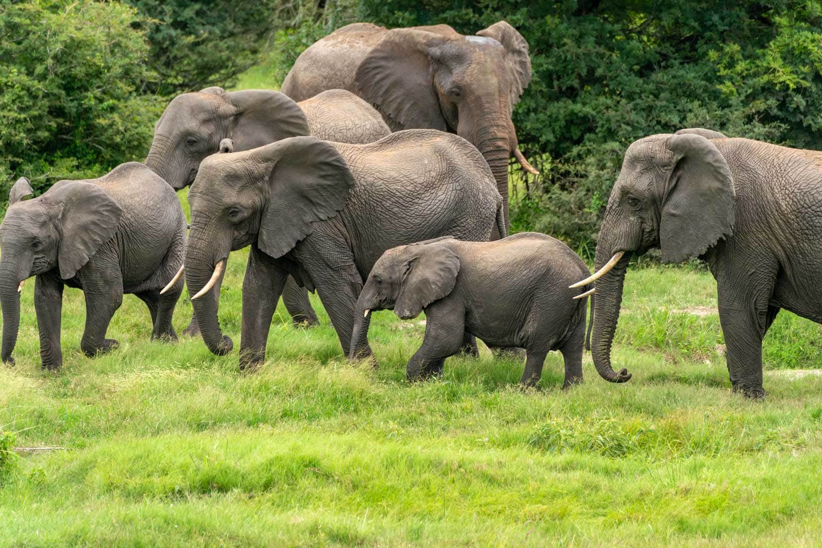 Elephants-at-Tembe Park 